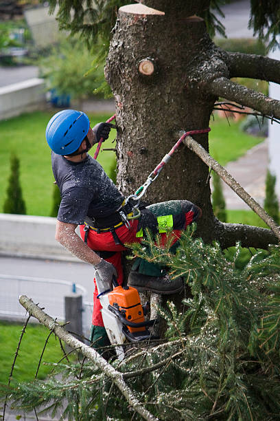 How Our Tree Care Process Works  in  Jasper, TX